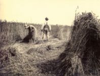 'grainharvest', photo by Aunt Berta